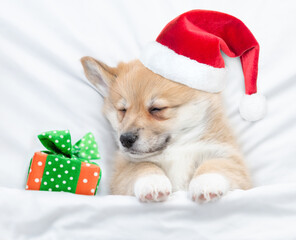 Pembroke welsh corgi puppy wearing red santa hat hugs toy bear and sleeps with gift box on a bed...