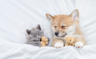 Sleepy cozy Pembroke Welsh corgi puppy hugs favorite toy bear near tiny tabby fold kitten under white warm blanket on a bed at home. Top down view. Empty space for text