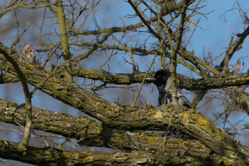 Młody ptak siedzący na omszałej gałęzi. Wrona siwa, (corvus corone). 