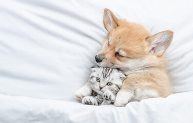 Friendly Pembroke Welsh corgi puppy hugs tiny tabby fold kitten under white warm blanket on a bed...