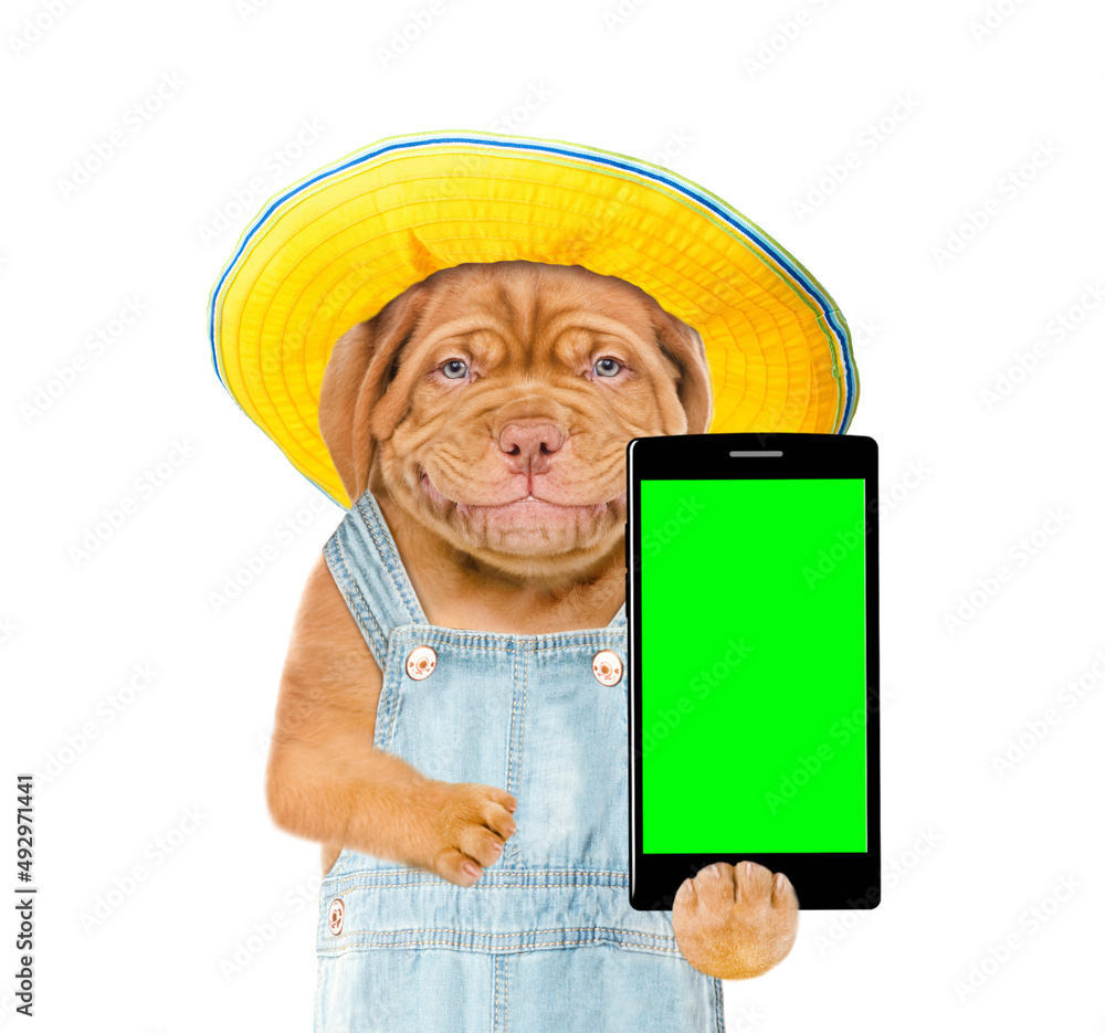 Poster happy puppy wearing overalls holds smartphone with empty green screen. isolated on white background