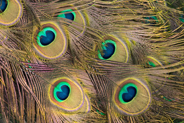 Fototapeta premium Ptasi ogon, makro fotografia, paw indyjski (pavo cristatus).