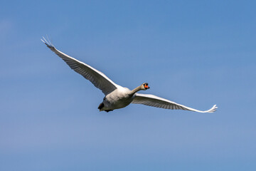 Mute swan, Cygnus olor flying over a lake in the English Garden in Munich, Germany