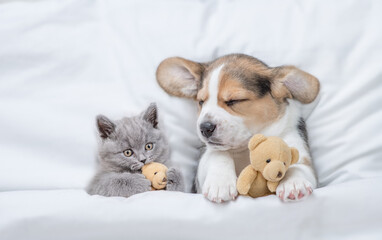 Kitten and Beagle puppy sleep together under a white blanket on a bed at home. Pet hug toy bear. Top down view