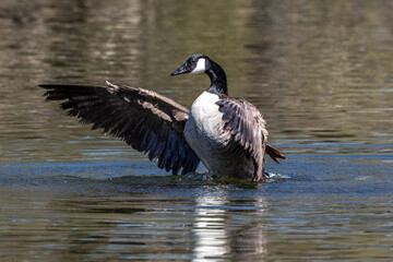 The Canada Goose, Branta canadensis at a Lake near Munich in Germany