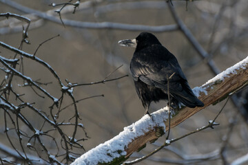Czarny ptak z rodziny krukowatych siedzący na gałęzi. Gawron, gapa, corvus frugilegus. - obrazy, fototapety, plakaty