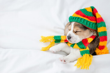 Cute Beagle puppy wearing warm hat and scarf sleeps under warm blanket on a bed at home. Top down...