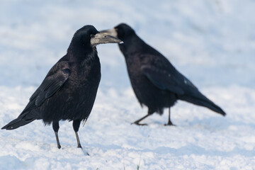 Dwa duże czarne ptaki na śniegu, gawron, gapa, corvus frugilegus.