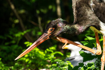 Black stork, Ciconia nigra in a german nature park