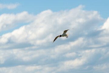 Szybujący biały ptak na tle pochmurnego nieba. Mewa śmieszka, śmieszka, chroicocephalus ridibundus.