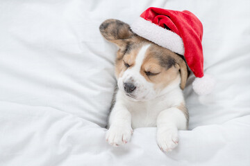 Tiny Beagle puppy wearing red santa hat sleeps under white blanket at home. Top down view