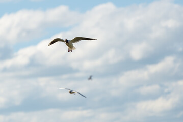 Ptak wodny z rozpiętymi skrzydłami na tle chmur. Mewa śmieszka, śmieszka, chroicocephalus ridibundus. 