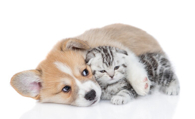 Cute Pembroke welsh corgi puppy embraces tiny kitten. isolated on white background