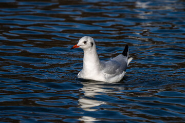 The European Herring Gull, Larus argentatus is a large gull