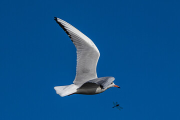 The European Herring Gull, Larus argentatus is a large gull