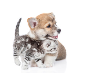 Cute Pembroke welsh corgi puppy and tiny kitten sit together and look away on empty space. isolated on white background