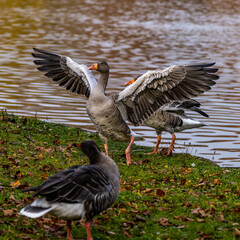 The greylag goose, Anser anser is a species of large goose