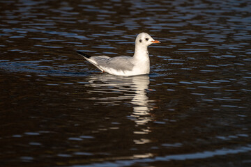 The European Herring Gull, Larus argentatus is a large gull
