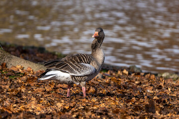 The greylag goose, Anser anser is a species of large goose