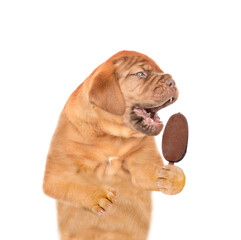Funny Mastiff puppy eats ice cream. isolated on white background