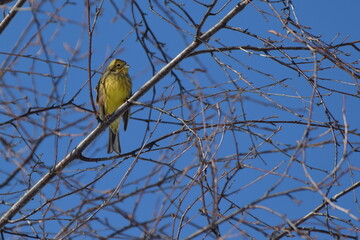 Mały ptak z żółtym brzuchem i brązowymi skrzydłami stojący na gałęzi.