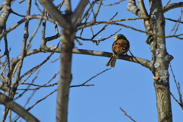 Mały ptak z żółtą głową siedzący na gałęzi, niebieskie niebo.