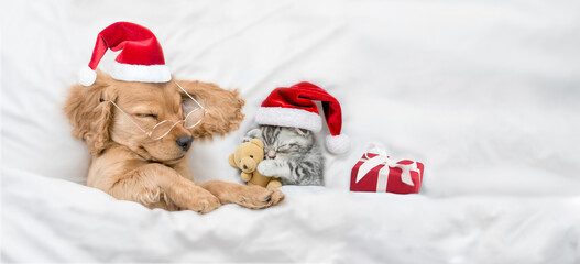 English Cocker spaniel puppy and  kitten wearing santa hat sleep together with gift box under white warm blanket on a bed at home. Top down view. Kitten hugs favorite toy bear. Empty space for text