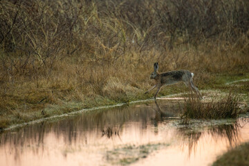 startled rabbit runs away over a  pool of water
