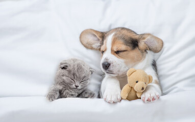 Kitten and Beagle puppy sleep together under a white blanket on a bed at home. Puppy hugs toy bear. Top down view