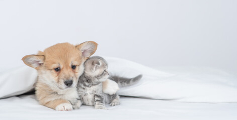 Cute Pembroke welsh corgi puppy hugs gray kitten under warm blanket on a bed at home. Kitten looks away on empty space