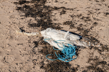 Dead swan entangled in the rope on the shore, Hanko, Finland