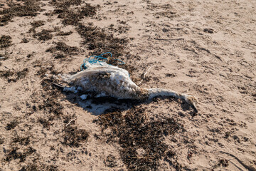 Dead swan entangled in the rope on the shore, Hanko, Finland