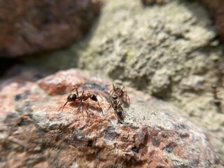 ant on the ground