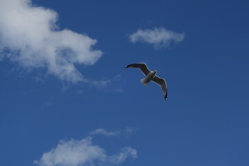 Flying seagull against the blue sky with few clouds