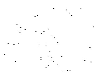 A flock of flying birds. Free birds. Vector illustration