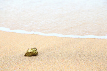 ビーチの貝殻