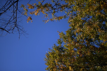 Autumn leaves