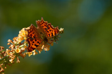 C-Falter auf Sommerflieder	