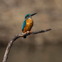 Kingfisher #15