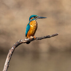 Kingfisher #13