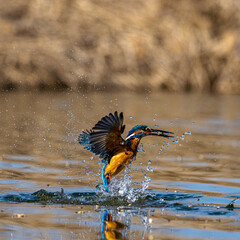 Obraz premium Kingfisher #5