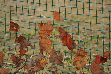 枯れ葉とネット