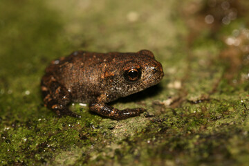 Little recently metamorphosed Bufo spinosus 