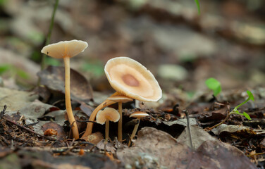 Russet Toughshank, Gymnopus dryophilus