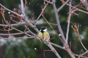 Parus major sit on snow tree
Great tit sit on branch Volgograd region, Russia.