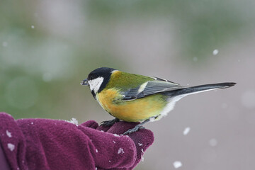 Parus major sit on snow tree
Great tit sit on branch Volgograd region, Russia.