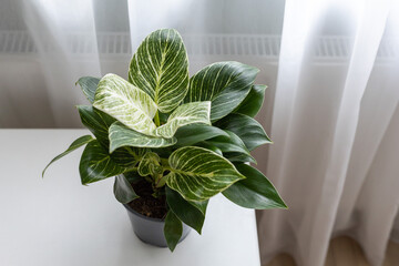 Houseplant Philodendron Birkin in home interior. Top view. Home gardening.