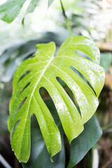 Obraz premium Monstera leaf in the rainforest with close-up raindrops and blurred background