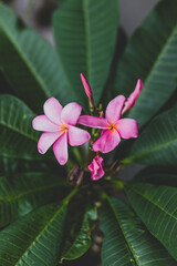 close-up of frangipani plumeria plant with pink flowers