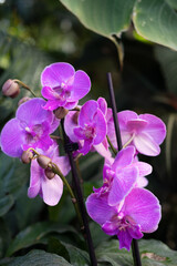 Purple tropical orchid in the botanical garden